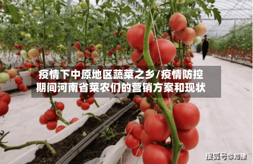 疫情下中原地区蔬菜之乡/疫情防控期间河南省菜农们的营销方案和现状