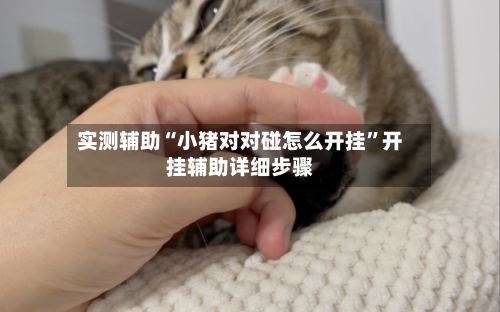 实测辅助“小猪对对碰怎么开挂”开挂辅助详细步骤-第2张图片