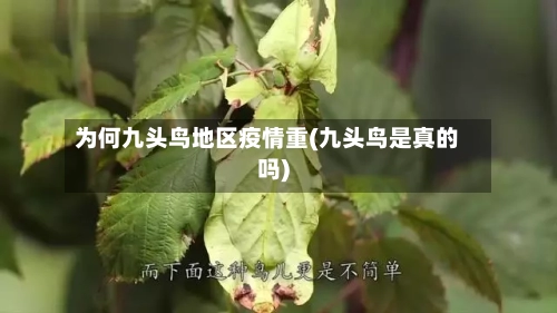 为何九头鸟地区疫情重(九头鸟是真的吗)
