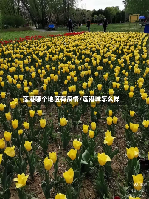 莲港哪个地区有疫情/莲港城怎么样-第2张图片