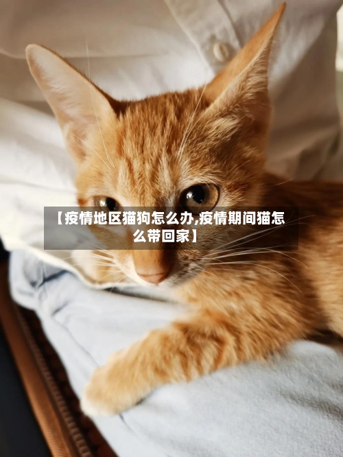 【疫情地区猫狗怎么办,疫情期间猫怎么带回家】-第2张图片