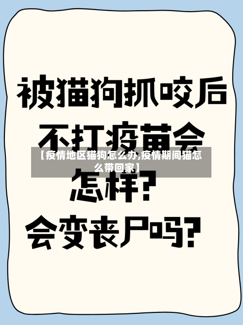 【疫情地区猫狗怎么办,疫情期间猫怎么带回家】